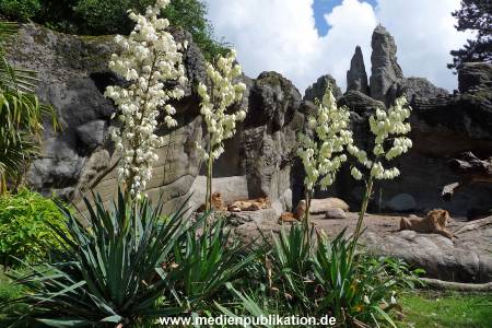 Hagenbeck Archiv 15032009 022.jpg