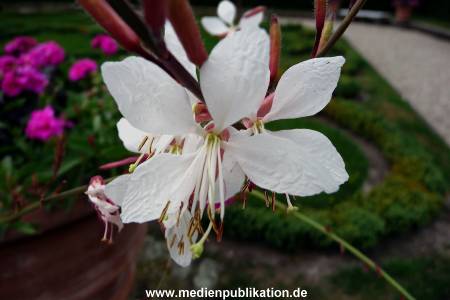 Herrenhaeuser Gaerten 14062009 037