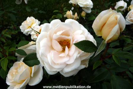 Herrenhaeuser Gaerten 14062009 040