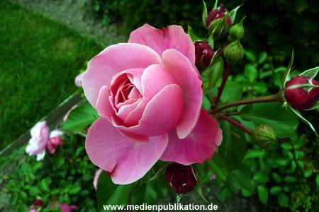 Herrenhaeuser Gaerten 14062009 041