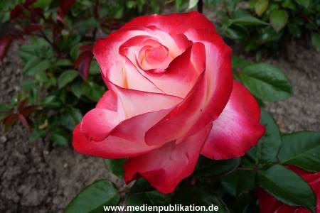 Herrenhaeuser Gaerten 14062009 042