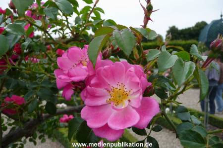 Herrenhaeuser Gaerten 14062009 044