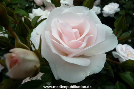 Herrenhaeuser Gaerten 14062009 046