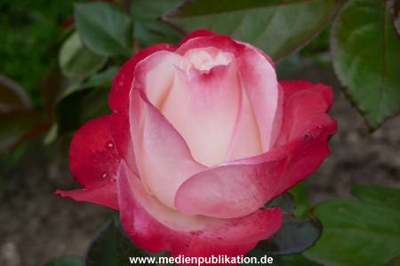 Herrenhaeuser Gaerten 14062009 048