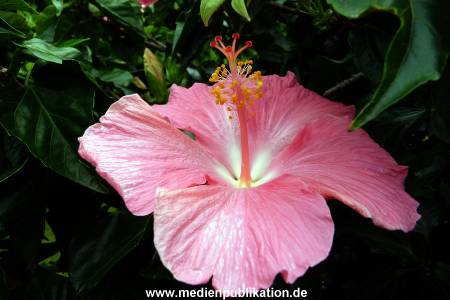 Herrenhaeuser Gaerten 14062009 069