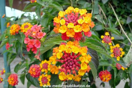 Herrenhaeuser Gaerten 14062009 075
