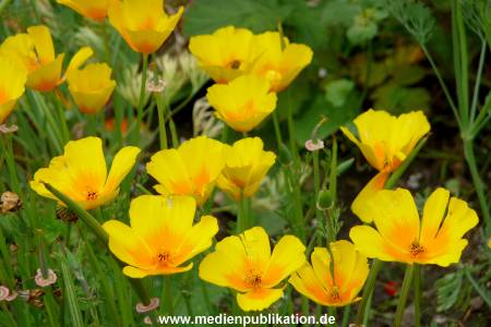 Herrenhaeuser Gaerten 14062009 081