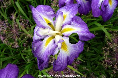 Herrenhaeuser Gaerten 14062009 082