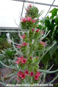 Herrenhaeuser Gaerten 14062009 087