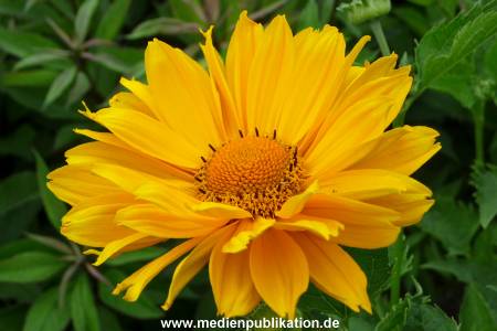 Herrenhaeuser Gaerten 14062009 092