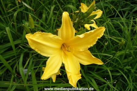 Herrenhaeuser Gaerten 14062009 098