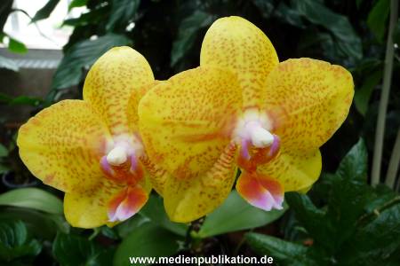 Herrenhaeuser Gaerten 14062009 101