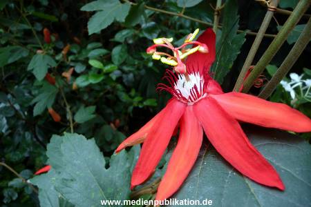 Herrenhaeuser Gaerten 14062009 106