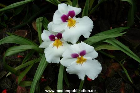 Herrenhaeuser Gaerten 14062009 107