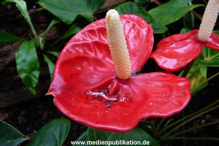 Herrenhaeuser Gaerten 14062009 109