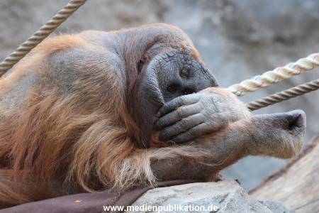 Hagenbeck 07042015 002