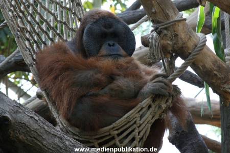 Hagenbeck 13082010 001