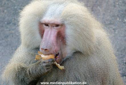 Hagenbeck 1104  019