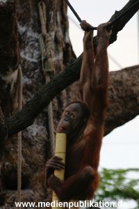 Hagenbeck 1104  021
