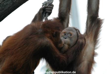 Hagenbeck 1104  022