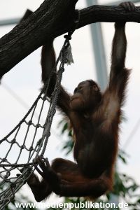 Hagenbeck 1104  023