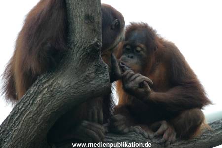 Hagenbeck 1104  024