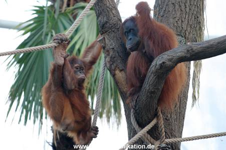 Hagenbeck 1104  025