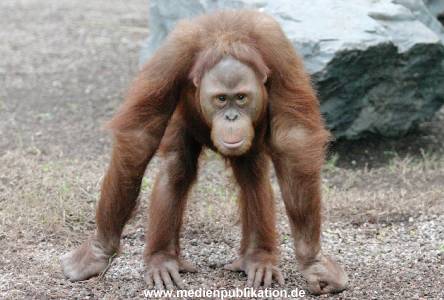 Hagenbeck 1104  028
