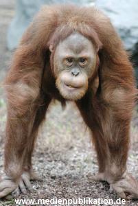 Hagenbeck 1104  029