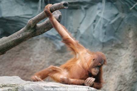 Hagenbeck 1104  030