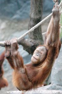 Hagenbeck 1104  031