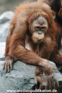 Hagenbeck 1104  032