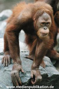 Hagenbeck 1104  033