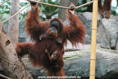 Hagenbeck 1104  035