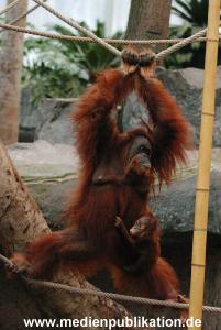 Hagenbeck 1104  036