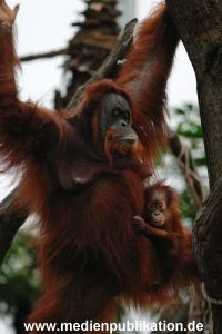 Hagenbeck 1104  037