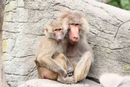 Hagenbeck 01082015 052