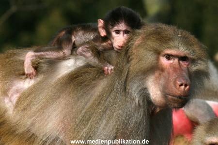 Hagenbeck 042010 007