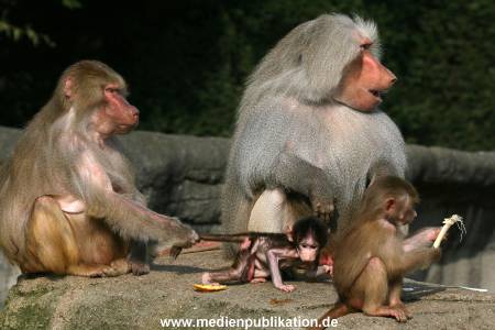 Hagenbeck 042010 008