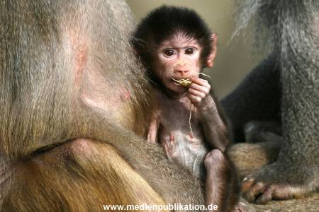 Hagenbeck 042010 009