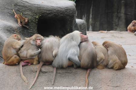 Hagenbeck 06062013 044