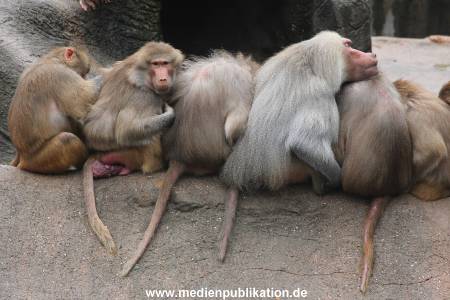Hagenbeck 06062013 045