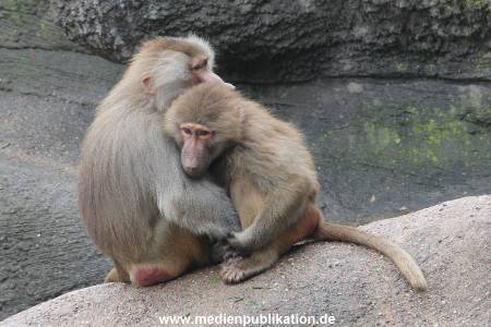 Hagenbeck 06062013 046