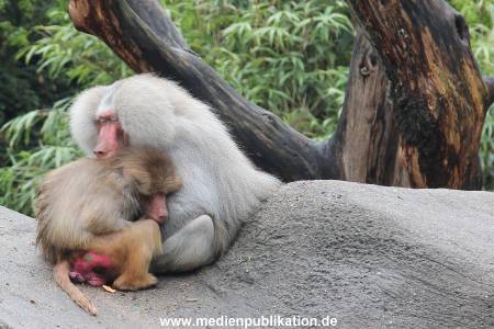 Hagenbeck 06062013 047