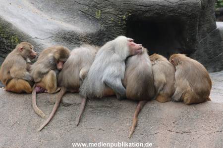 Hagenbeck 06062013 048