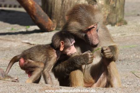 Hagenbeck 06062013 067