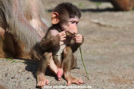 Hagenbeck 06062013 068