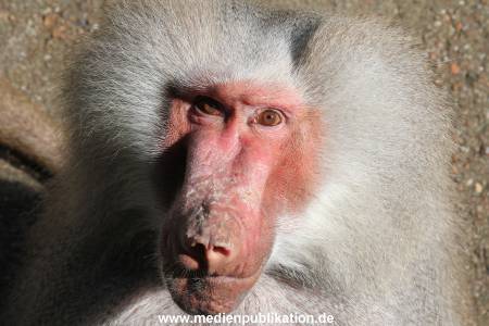 Hagenbeck 06062013 069