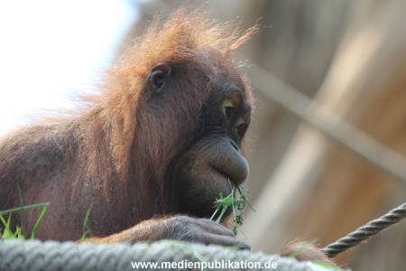 Hagenbeck 06062013 082
