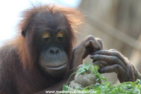 Hagenbeck 06062013 083